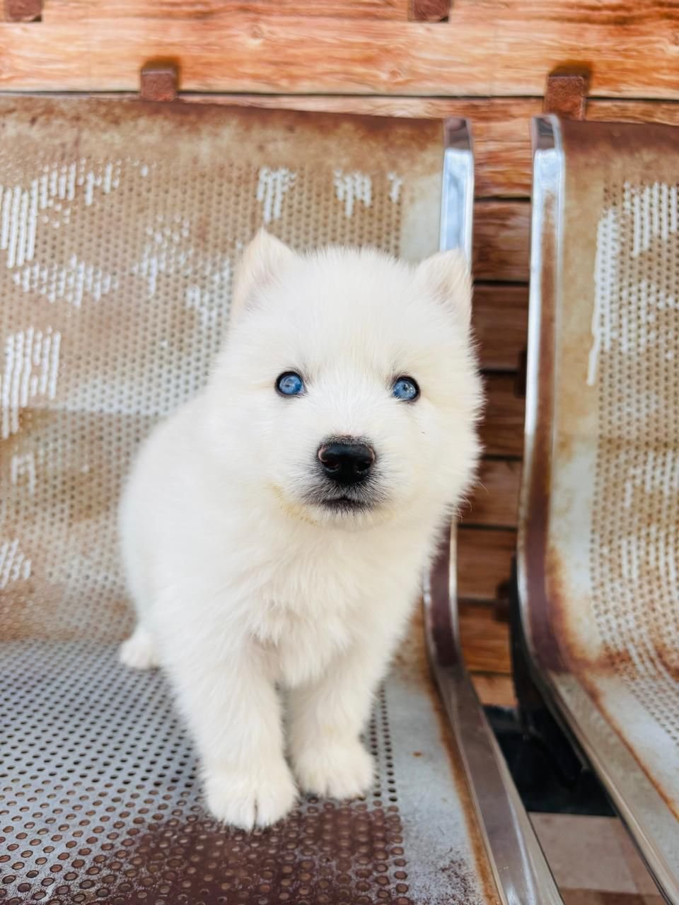 Order Female  Siberian Husky Puppy from Chennai